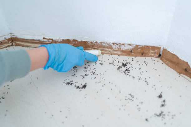 Bird Control in Churchville, NY